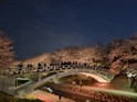 '벚꽃빛' 설렘 가득한 여의천·도구머리공원... 서초구, 야간 벚꽃조명으로 봄밤의 낭만 만끽