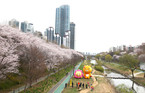 [포토뉴스] 강남구, 양재천에 벚꽃 만개...봄빛 산책로에 웃음꽃 활짝