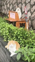 종로구, 길고양이 급식소 53개 확대 운영