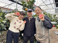 수입산 중심 시장서 국산 자몽 첫 전국 유통…농협, 제주산 자몽 첫 출하