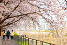 구로구 안양천·도림천 제방길, 올해도 벚꽃 명소로...개화 앞두고 정비 완료